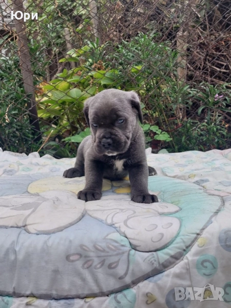 Кане корсо, снимка 1