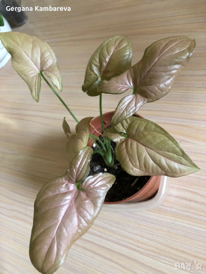 Syngonium Regina Red , снимка 1