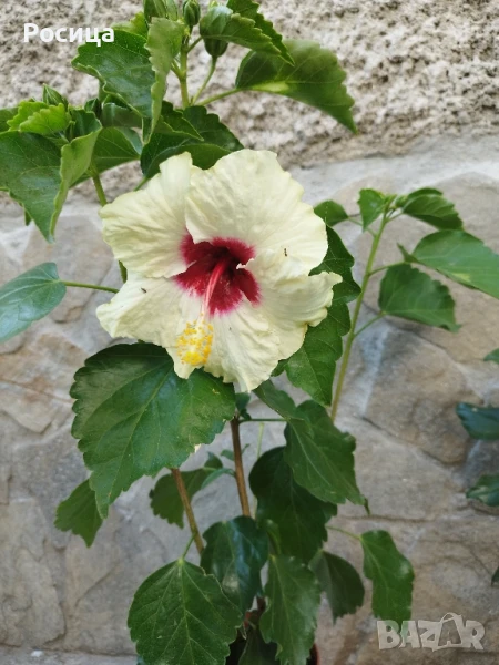 хибискус , снимка 1