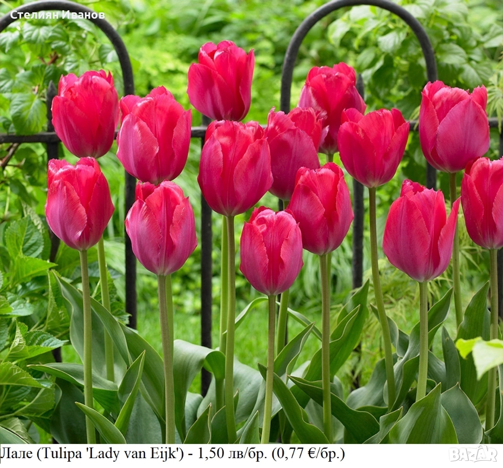 Лале (Tulipa 'Lady van Eijk') – луковици, снимка 1
