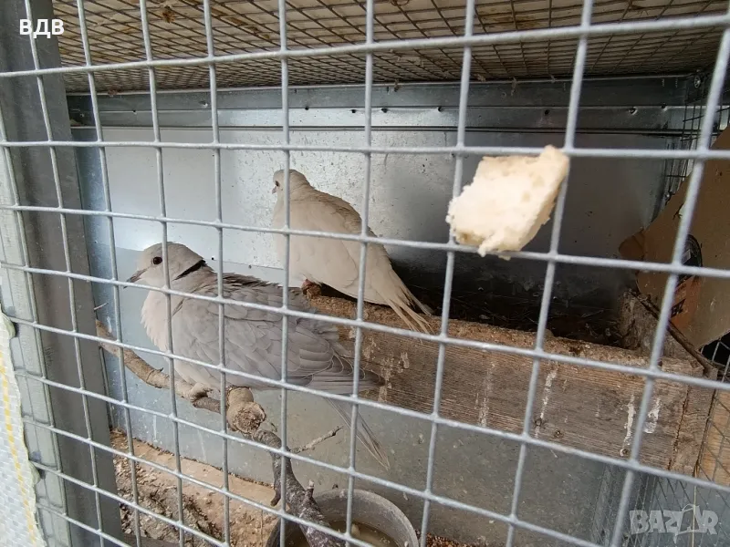 Подарявам шарени и сиви гугутки , снимка 1