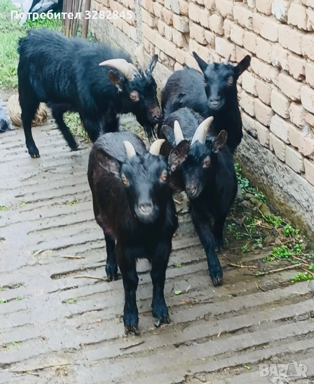 Мини кози //камерунски//, снимка 1
