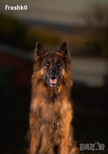 Немска овчарка мъжка за разплод, снимка 1