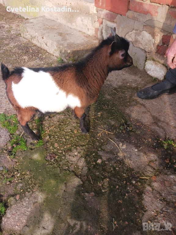 Продавам мъжко мини яре , снимка 1