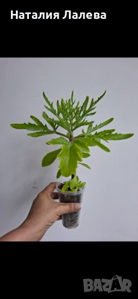 Каланхое еленови рога, kalanchoe laciniata, снимка 1
