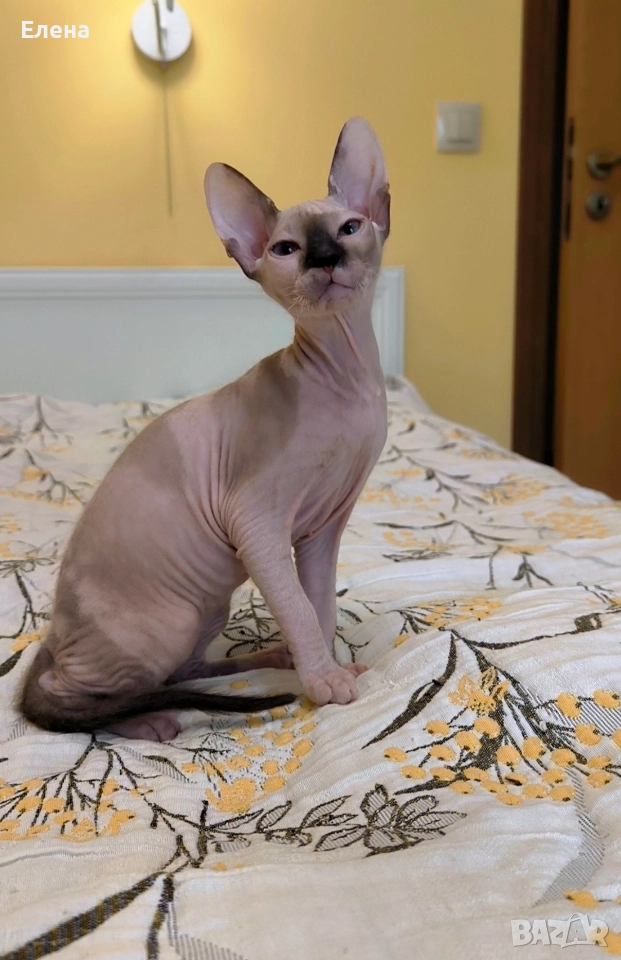 Донски Сфинкс със сине очи с родословие , снимка 1