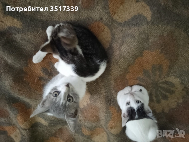 Подарявам коте, снимка 9 - Други - 52048338