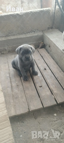 Cane Corso Italiano, снимка 3 - Търси партньор - 53836498