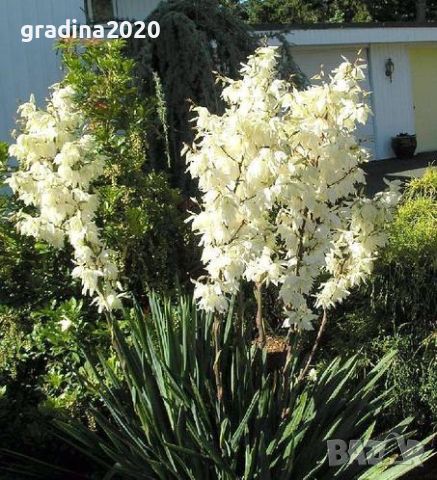 Юка (Yucca)  , снимка 1 - Градински цветя и растения - 27586544