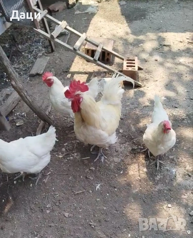 Яйца за люпене от Бяло Брезе!