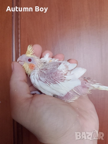 Бебе 2 папагал корела корели 