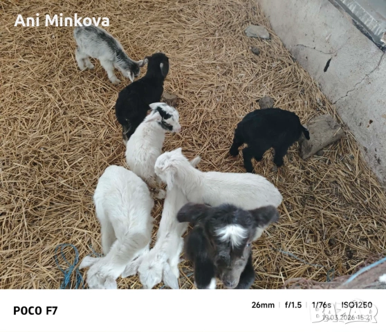 Здравейте продавам ярета на няколко дни сукалчета за доотглеждане както и за колене