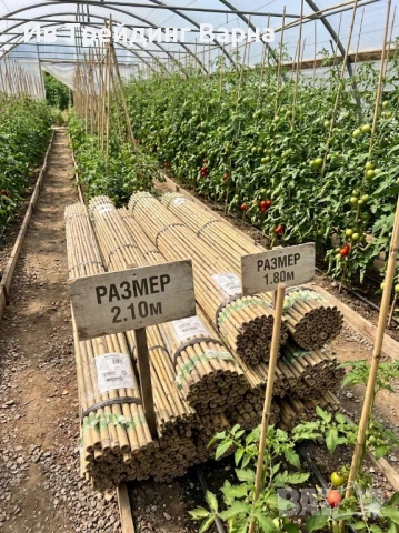 Продавам бамбукови колци- пръчки за домат,цветя,лозя, овошки - Варна