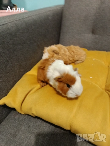 Има в наличности морски свинчета 