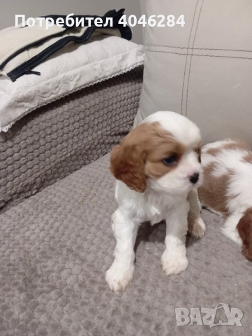 Кавалер Кинг Чарлз , снимка 3 - Други - 53623830