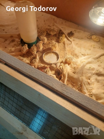 Оплодени пъдпъдъчи яйца, снимка 2 - други­ - 53966884