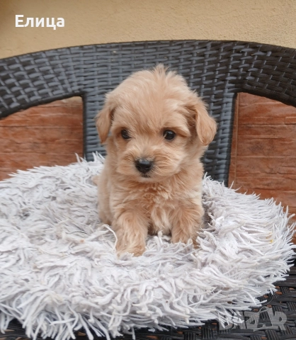 Малтипу/Той пудел 