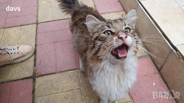 Красавец търси приемен / постоянен дом, снимка 12 - Други - 53488361