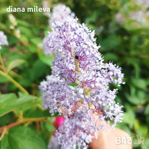 Калифорнийски люляк Хенри Дефозе,  Ceanothus 'Henry Defosee', снимка 3 - Градински цветя и растения - 46888623