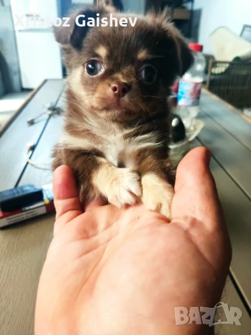 Продавам мъжки чихуахуа , снимка 1
