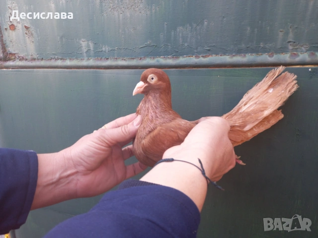 Гълъби червени донеци, снимка 3 - Гълъби - 54168678