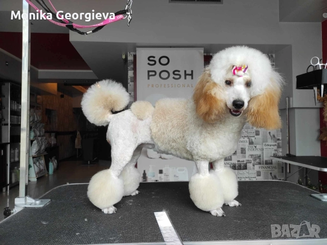 Продавам Пуделчета , снимка 3 - Пудели - 52693999