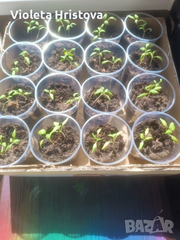 Разсад Доматено дърво F1