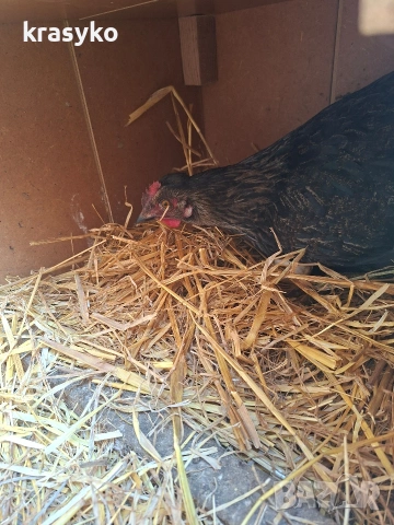 Домашни яйца., снимка 4 - Други животни - 53774203