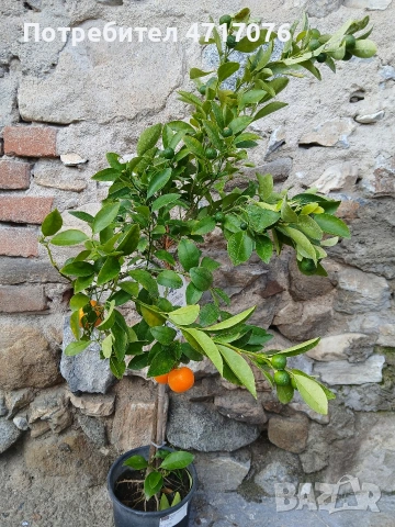 цитруси с плодове, снимка 2 - Стайни растения - 53201177