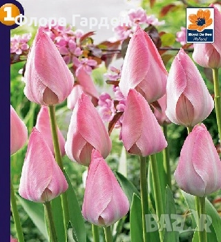 Луковици ЛАЛЕТА И ДРУГИ, снимка 5 - Сортови семена и луковици - 50970511