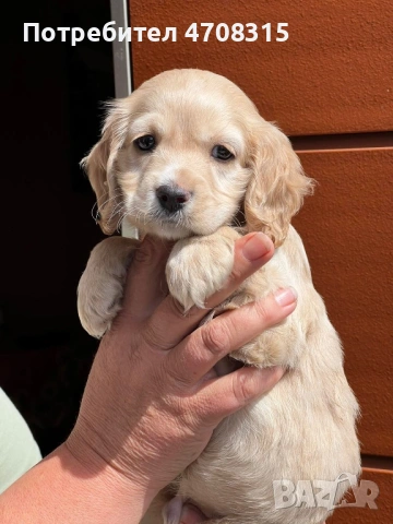 Кокер шпаньол момченце , снимка 2 - Кокер шпаньол - 54191988