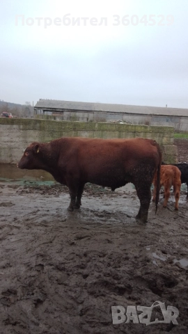 абардин, чистокръвен породист ,за разплод- перфектен, снимка 2 - Крави - 52189477