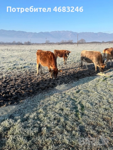 Крави, снимка 5 - Крави - 52798923