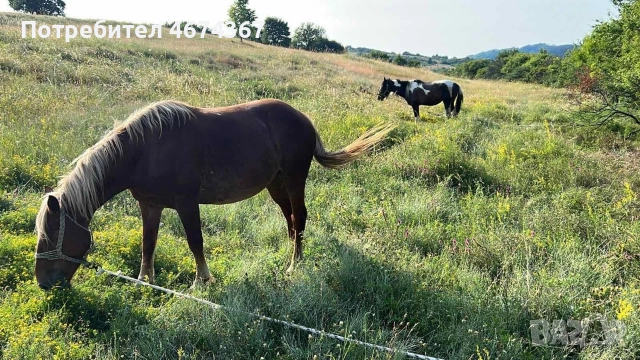 продавам кобила на 4 години кротка и конче на 9 месеца , снимка 5 - Коне - 52731183