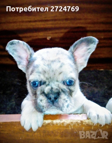 Френски булдог - булдоче