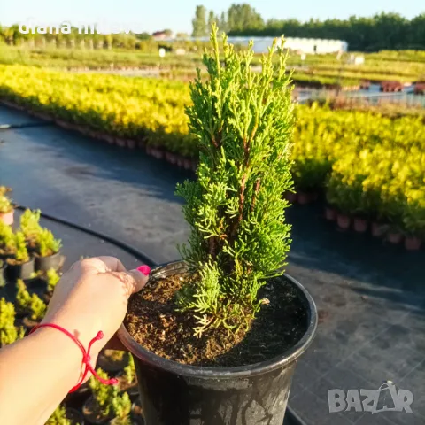 Кипарис Тотем (Cupressus Sempervirens Тotem), снимка 5 - Градински цветя и растения - 41147081