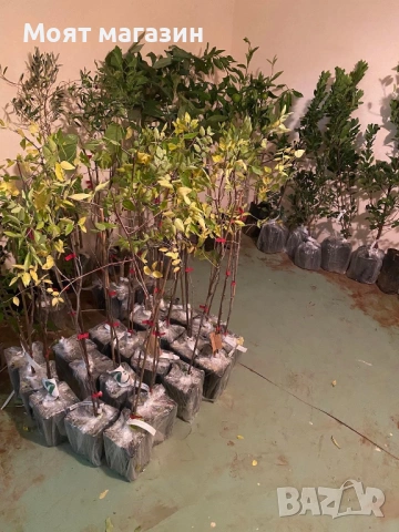 Хинап, снимка 5 - Градински цветя и растения - 53632591