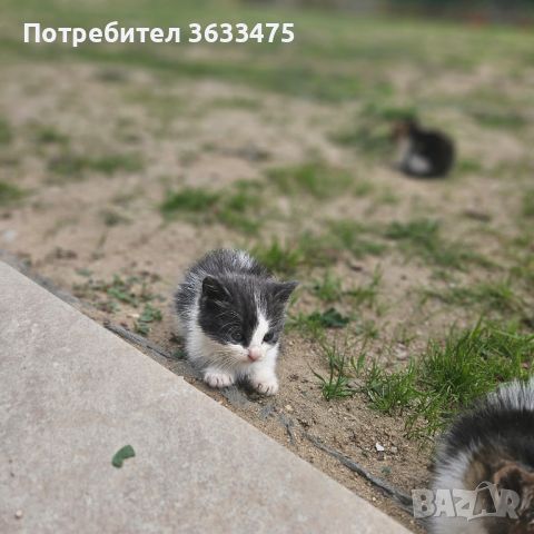 Котенца за осиновяване!!! гр.Варна, снимка 1 - Други - 45838674