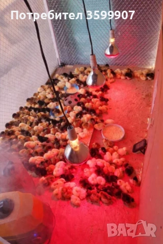 Автоматичен Инкубатор (264 яйца) – Като нов!, снимка 3 - Други стоки за дома - 53825618