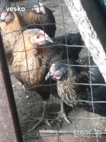 Ярки пред пронасяне Супер Харко, снимка 6 - Кокошки и пуйки - 53614822