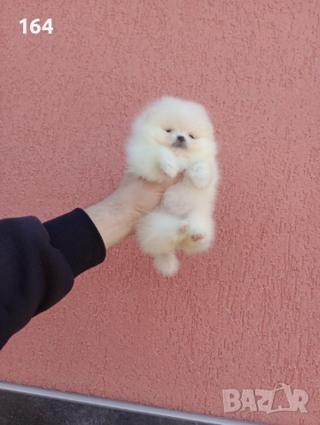 Миниатюрно мини момиче. Мини Померан. Реални снимки от 11.03.26г. , снимка 2 - Померан - 53794566