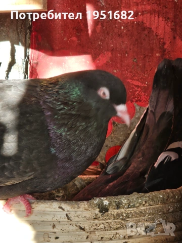 Гълъби, снимка 3 - За птици - 51380263