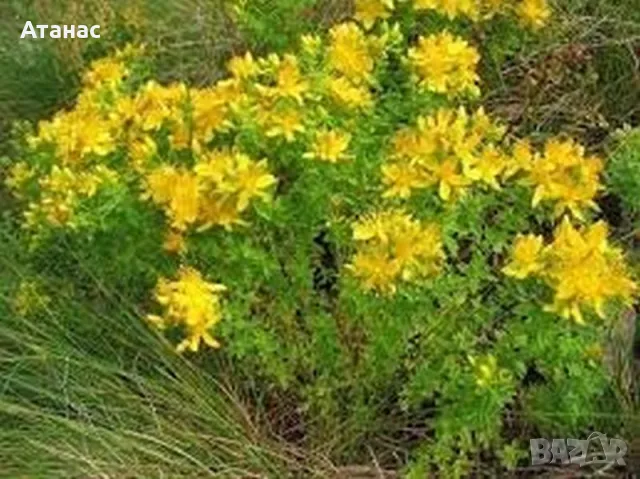 100% Чист Био пчелен мед от производител, снимка 17 - Пчелни продукти - 28929399