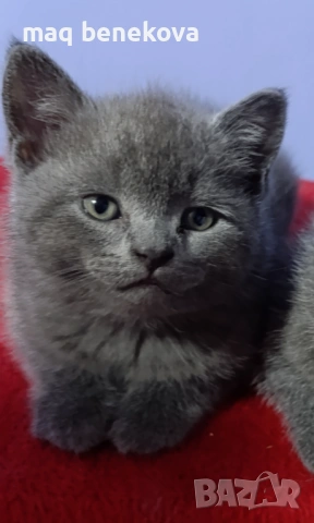 Продавам прекрасно правоухо шотландско момиченце!