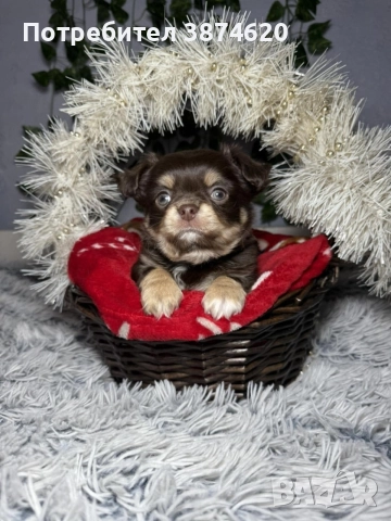 чихуахуа момченца, снимка 4 - Чихуахуа - 52675936