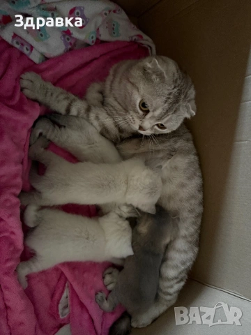 Сребърна чинчила  бебета, снимка 4 - Британска късокосместа - 52573303