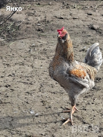 Петли Арауакана