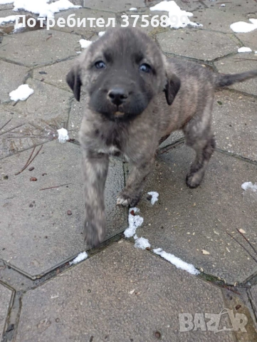 Женски кангал Анадолска овчарка, снимка 2 - Кангал - 53522638