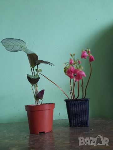 Комплект Растения , снимка 1 - Стайни растения - 45583529