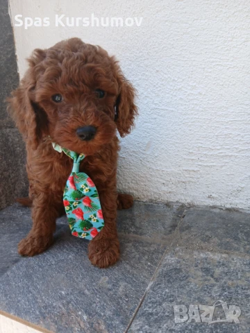 Продавам пуделчета, снимка 1